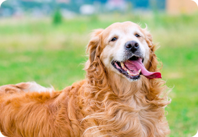 Conteúdo para cães